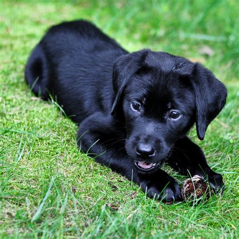 black labrador dog wallpapers|More.